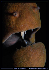 the tooth of a moray eel... ;O)...
 by Michel Lonfat 